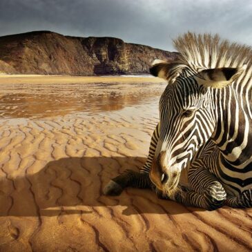 Art mural de luxe d'un zèbre