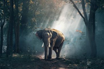 voyage à dos d'éléphant