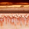 TAOI__0003_Flamingo-island-13377679