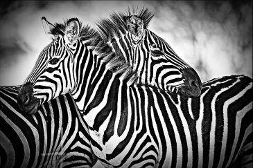 Photographie artistique élégante de zèbres en Afrique