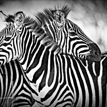 Elegante Fotokunstwerke von Zebras in Afrika