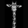 girafe, photographie artistique en noir et blanc