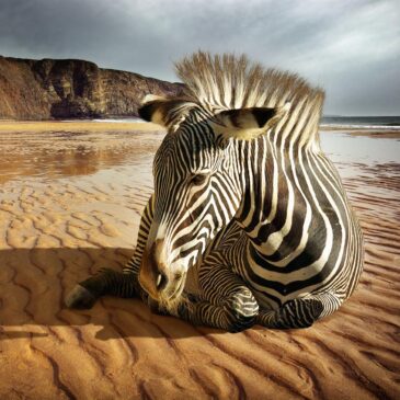 Wall art zebra an example of photo plexiglass art