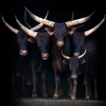 Luxury photo art of cows