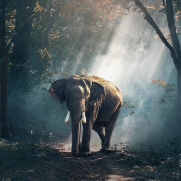 elephant-journey_Vierkant
