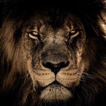 Artwork of a lion