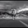 Black and white wall decor of a powerful lion