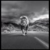 Black and white wall decor of a powerful lion