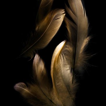 Feathers wall art
