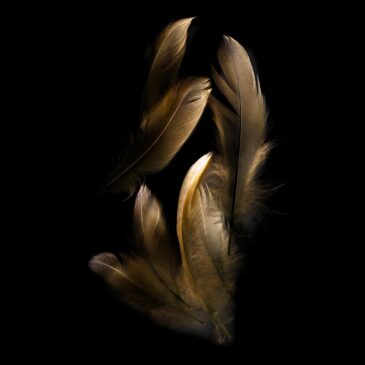Feather art on acoustic canvas or plexiglass