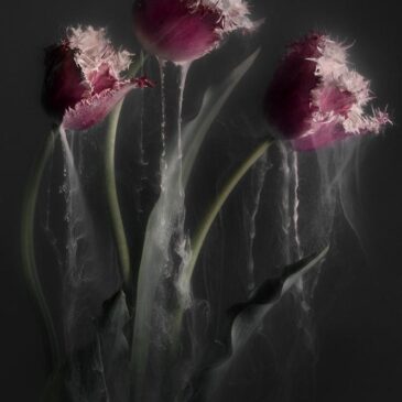Wall Art of Flowers: Pink Tulips