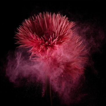 Photographie artistique sur plexiglas représentant des fleurs sous l'eau