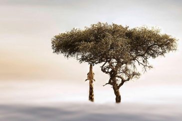 Décoration murale animalière unique représentant une girafe dans un arbre