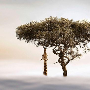 Unieke dieren wall art van giraf in een boom