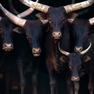 Luxury photo art of cows