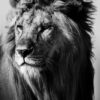 Black and white photo of a lion in the wilderness