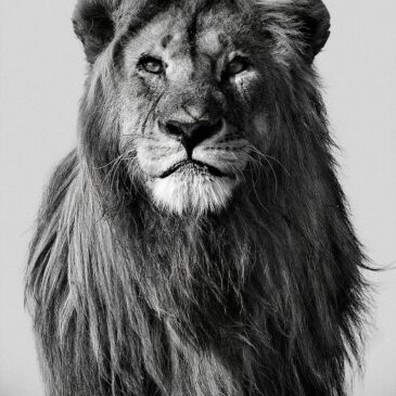 Zwart wit fotokunst dieren showt majestueuze leeuw