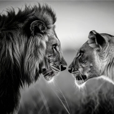 Muurkunst van leeuwen