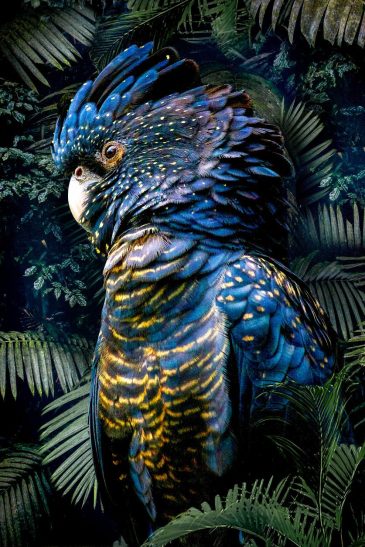 collection d'oiseaux I