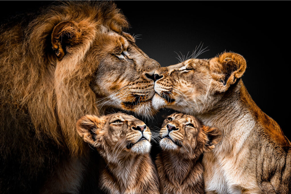 Family Bitmap Muurkunst van leeuwen familie I Lion family