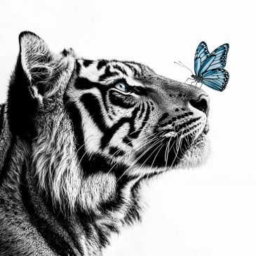 Zwart wit foto van een tijger met vlinder