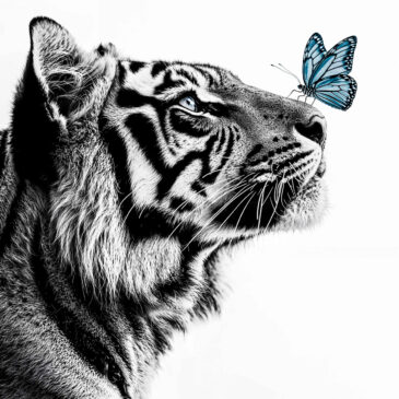 Zwart wit foto van een tijger met vlinder