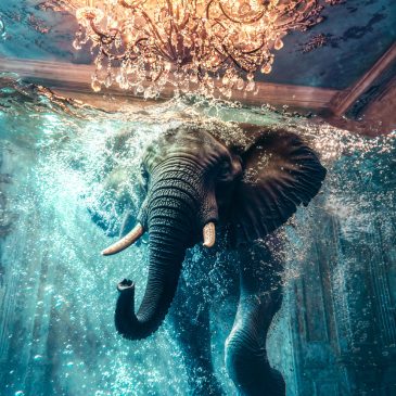 Künstlerische Fotografie eines schwimmenden Elefanten