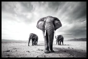 Elephant Journey II zwart wit olifant muurkunst met krachtige uitstraling | The Art of Interior