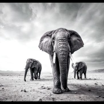 Elephant Journey II zwart wit olifant muurkunst met krachtige uitstraling | The Art of Interior