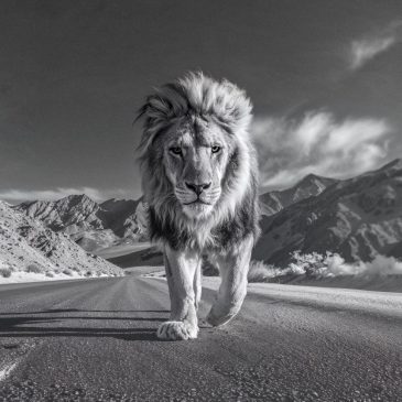 Lonely Roads III, une œuvre murale représentant un lion en noir et blanc à la présence puissante