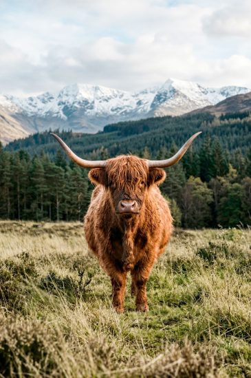 Tableau Vache II avec un Highlander écossais dans un paysage de montagne, décoration murale naturelle