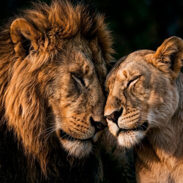 Pareja de leones III, pintura de una pareja de leones, retrato de animales en blanco y negro con expresión amorosa