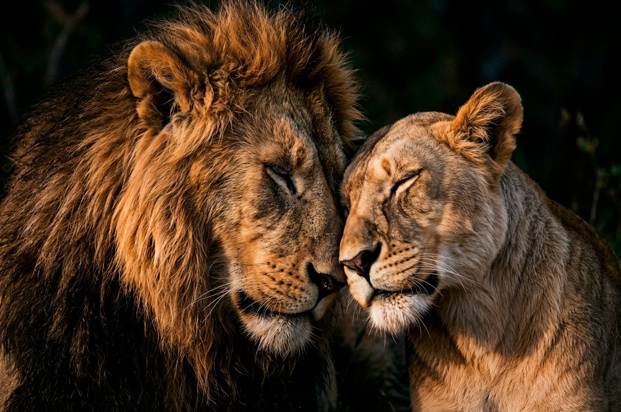 Pareja de leones III, pintura de una pareja de leones, retrato de animales en blanco y negro con expresión amorosa