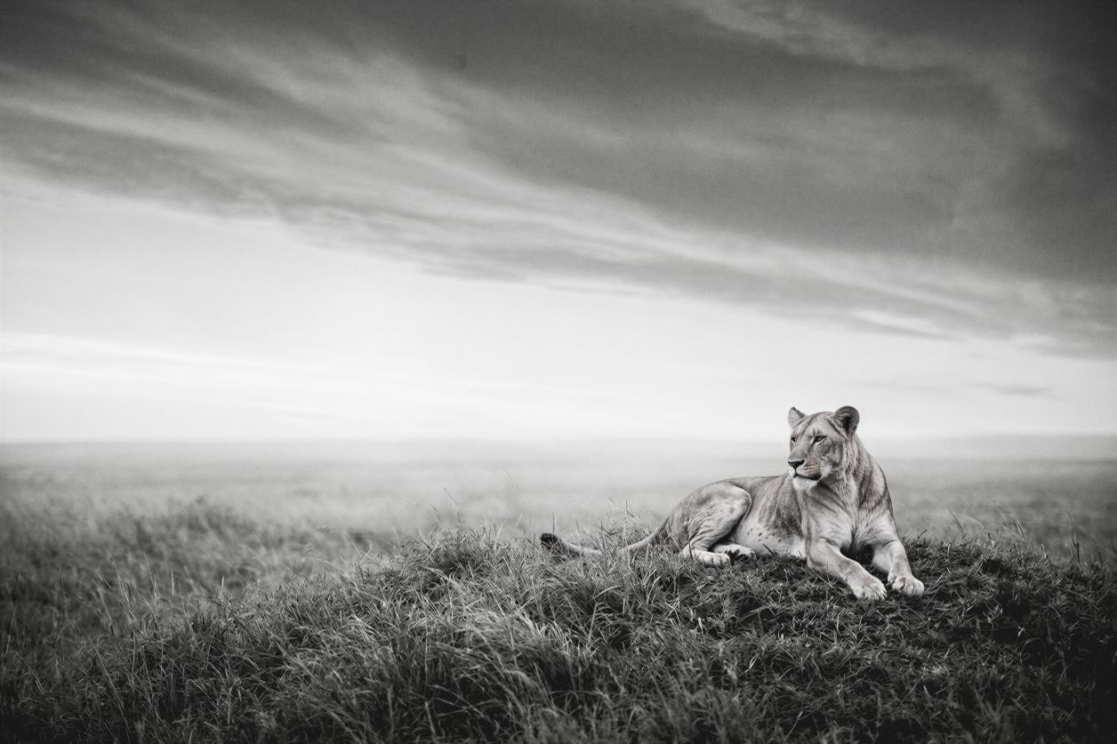 L'horizon de la lionne