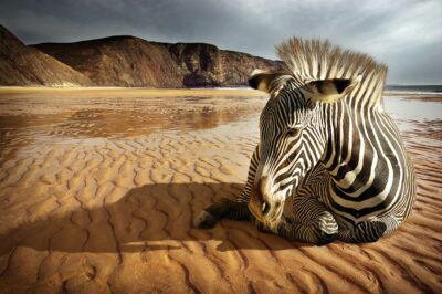 Luxury wall art of a zebra
