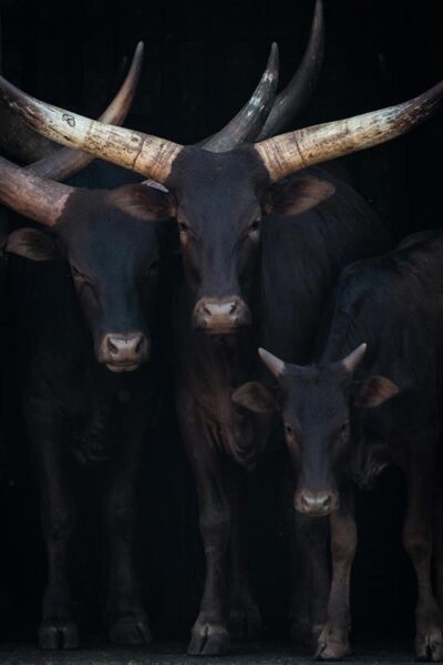Photo art of cows