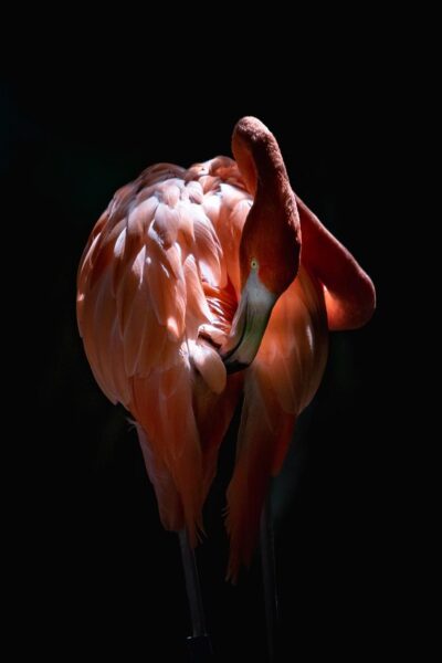 Wall art of a beautiful flamingo