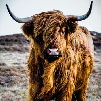 Arte de pared único de una vaca