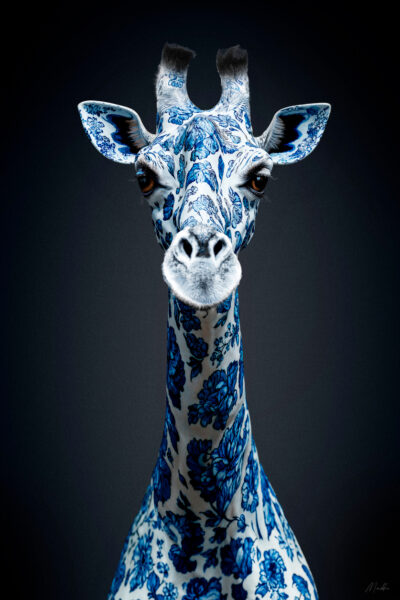 Unique animal portrait of a giraffe