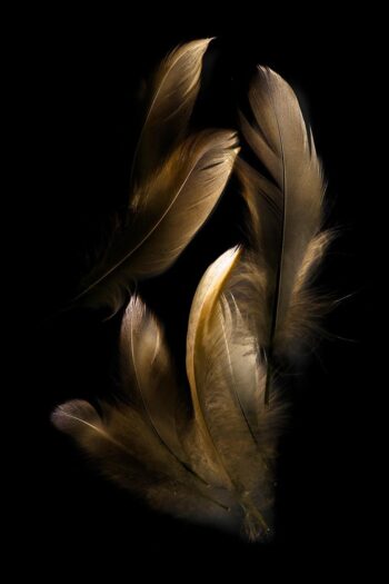 Arte de pared de plumas