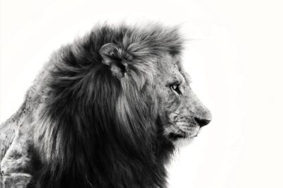 King-of-the-jungle-ii