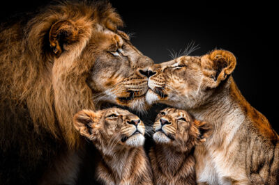 Muurkunst van Leeuwen Family