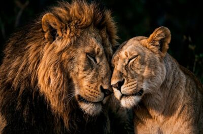 Lions Couple III leeuwen koppel schilderij zwart wit dierenportret met liefdevolle uitstraling