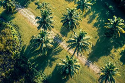 Palms