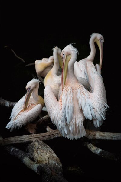 Luxury artwork by Pelicans