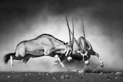 Photo art on the wall of wild animals