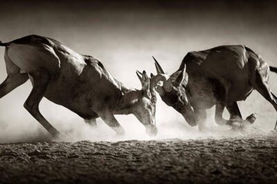Wall decoration of fighting antelopes