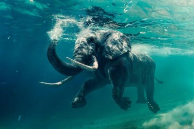 Decoración de pared única de un elefante de natación