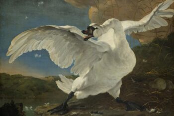 Arte fotográfico de Jan Asselijn, El cisne en peligro de extinción