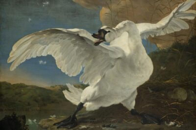 Arte fotográfico de Jan Asselijn, El cisne en peligro de extinción